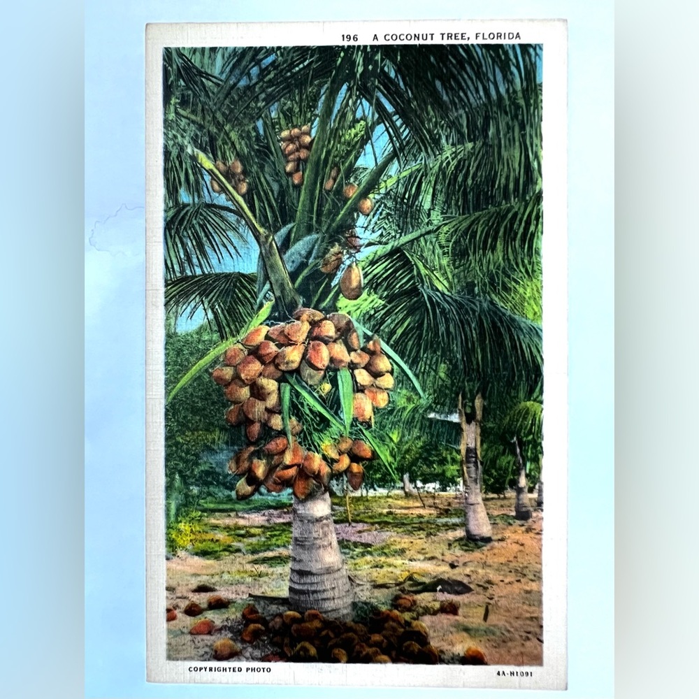Coconut Tree, Florida Vintage Linen Postcard Unposted